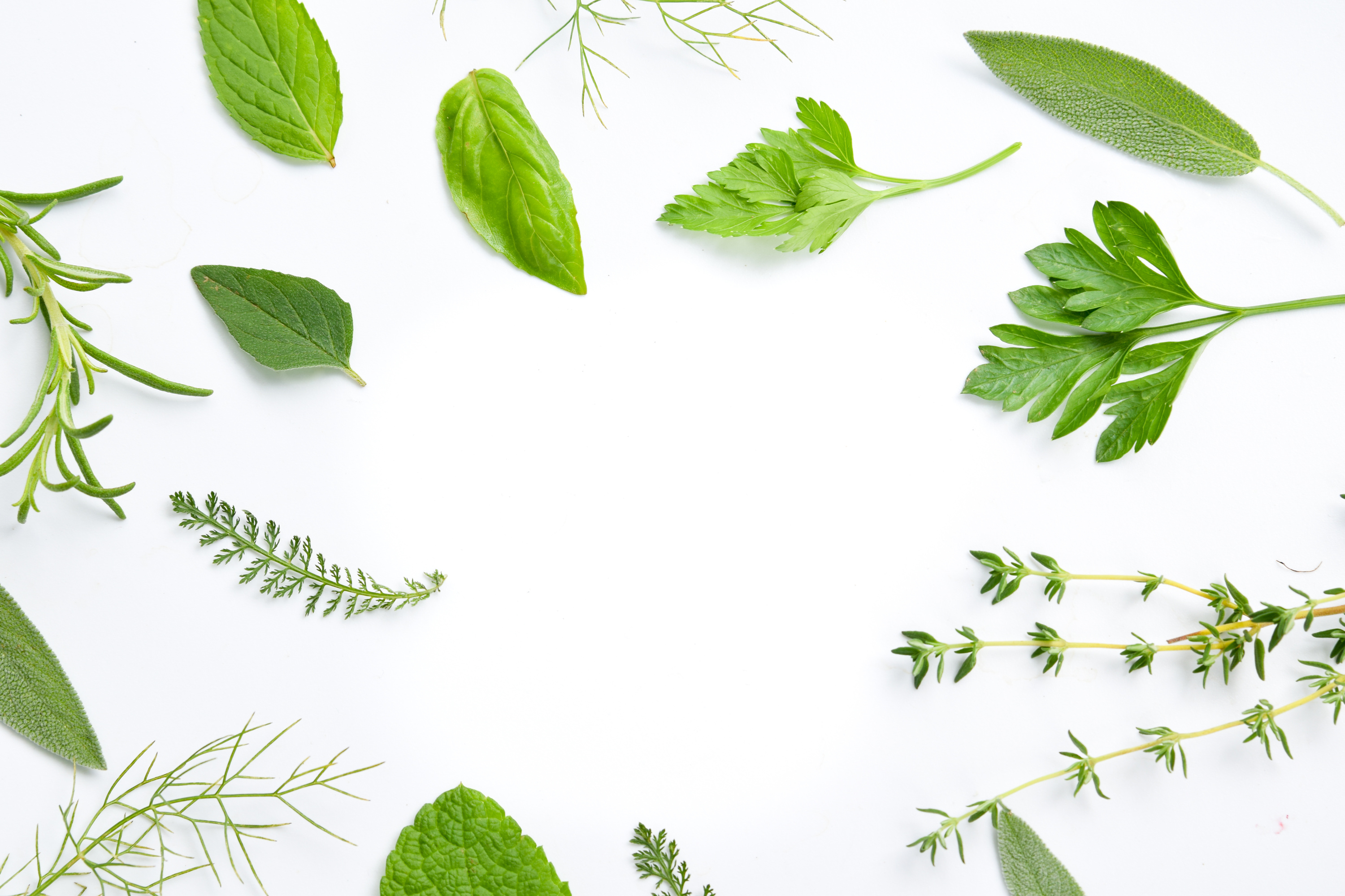 medicinal herbs on white background